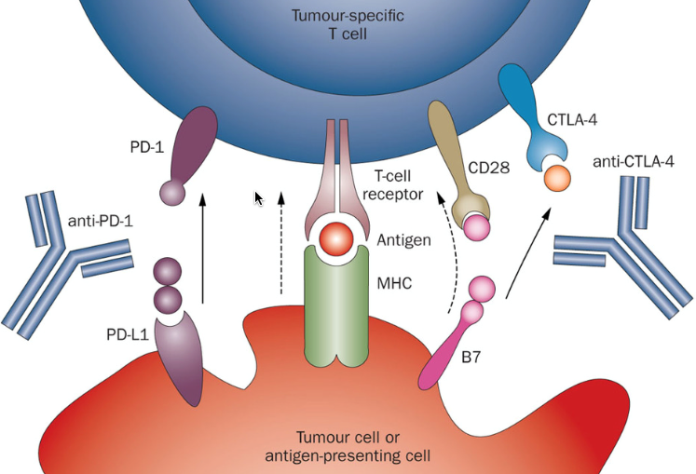 Immune Checkpoint Regulation: The role of the PD-1/PDL1 pathway.