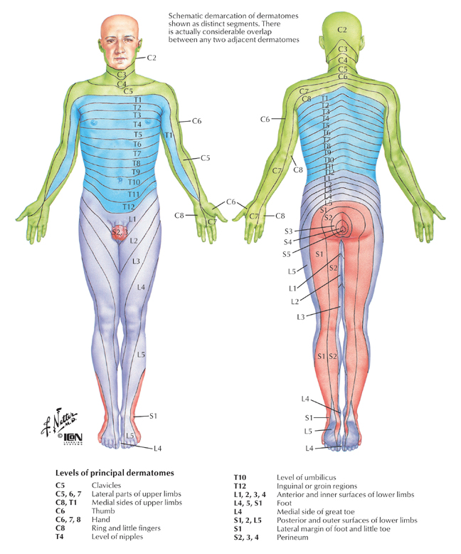 http://www.backpain-guide.com/Chapter_Fig_folders/Ch06_Path_Folder/Ch06_Images/06-4%20Radiculopathy.jpg